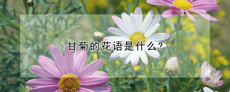 甘菊的花语是什么?