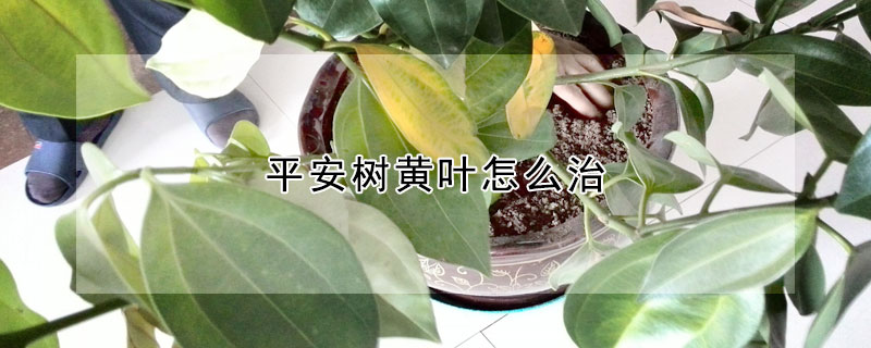 平安树黄叶怎么治