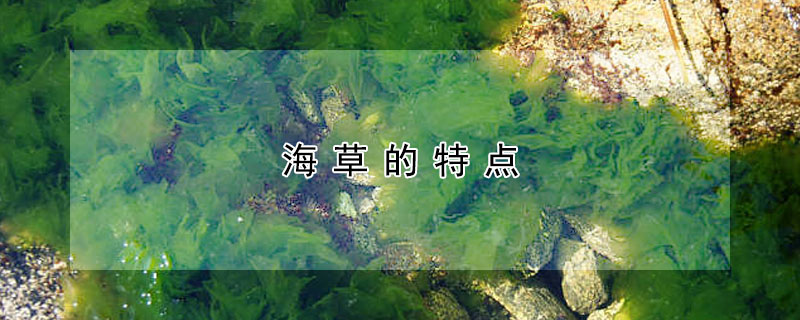 海草的特点