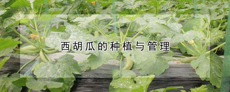 西胡瓜的种植与管理