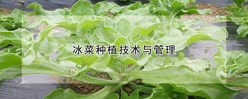 冰菜种植技术与管理