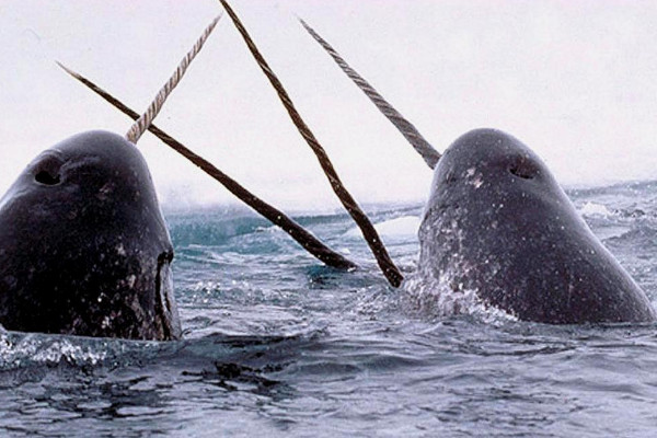 一角鲸和独角鲸的区别
