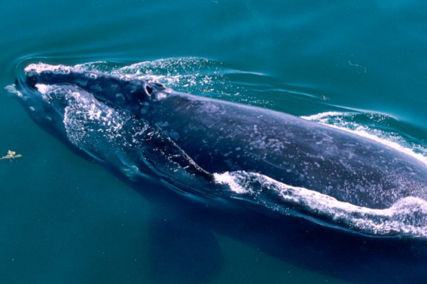 座头鲸和蓝鲸的区别