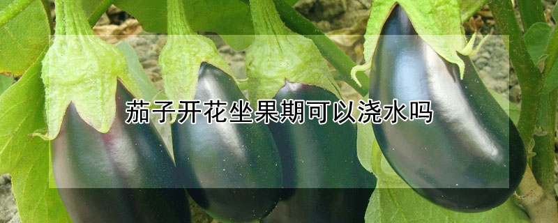 茄子开花坐果期可以浇水吗