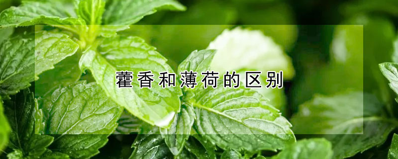 藿香和薄荷的区别