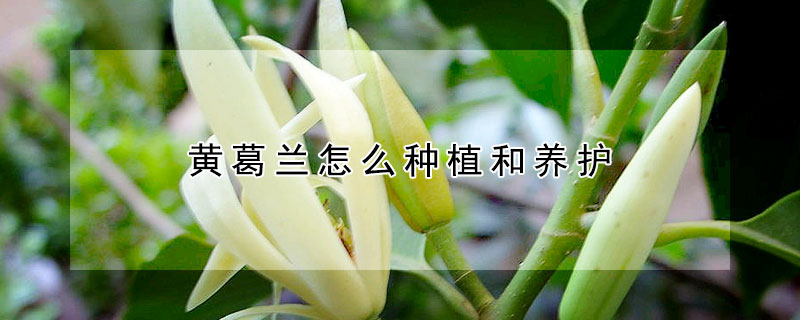 黄葛兰怎么种植和养护