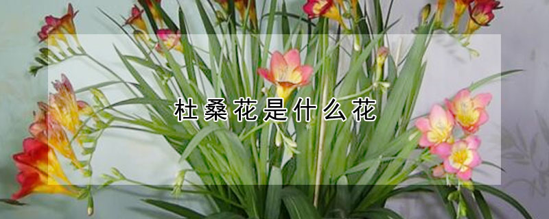 杜桑花是什么花