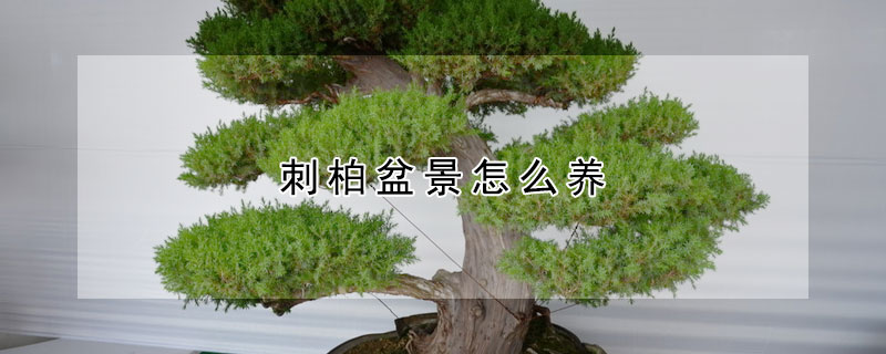 刺柏盆景怎么养