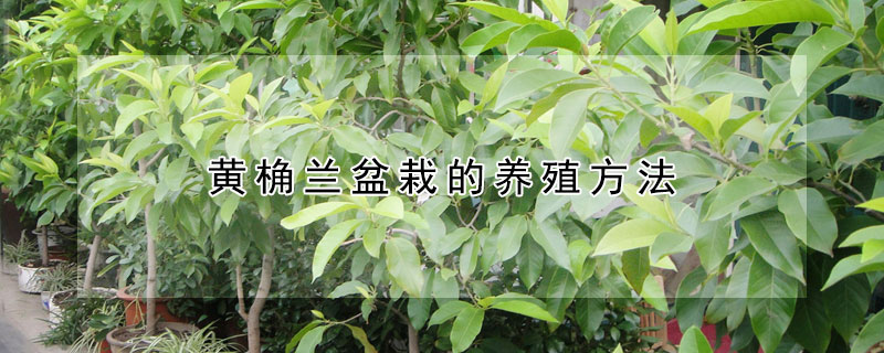 黄桷兰盆栽的养殖方法