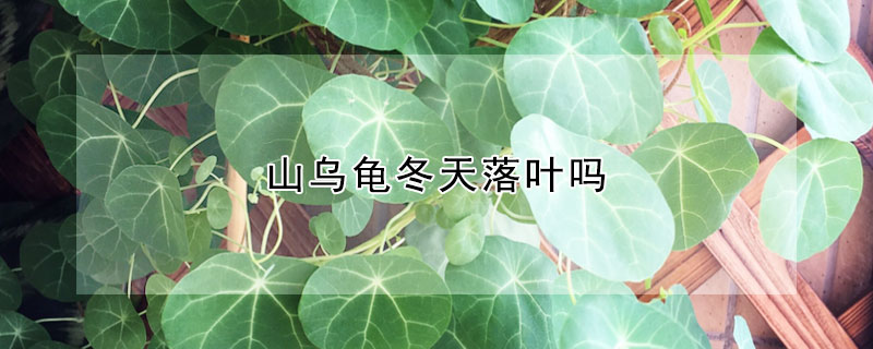 山乌龟冬天落叶吗