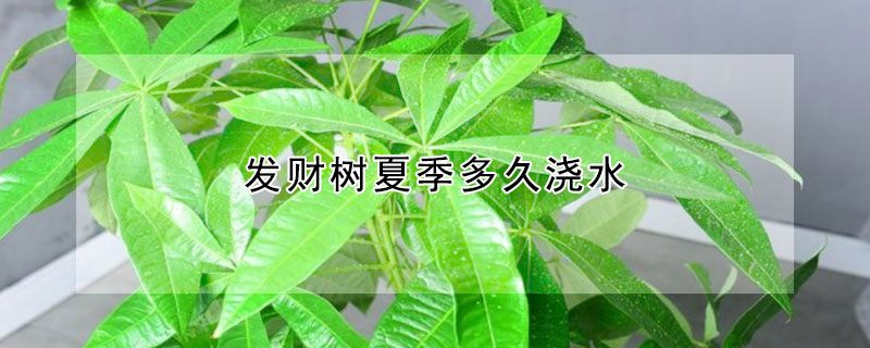 发财树夏季多久浇水