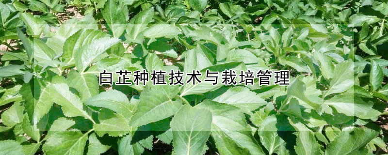 白芷种植技术与栽培管理