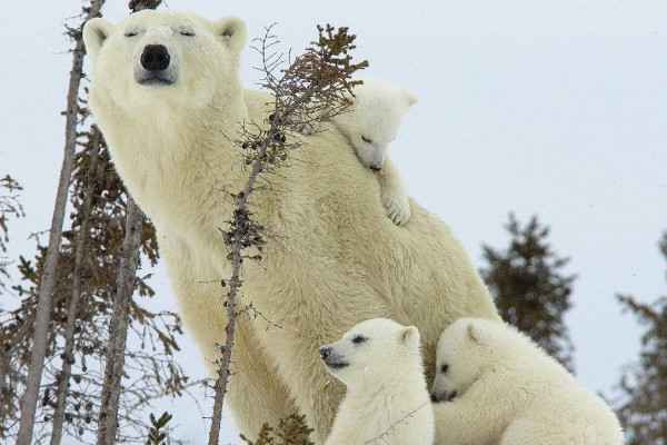 北极熊吃什么食物