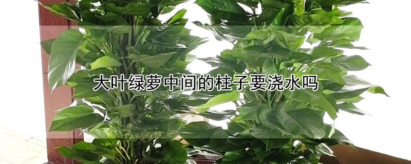 大叶绿萝中间的柱子要浇水吗