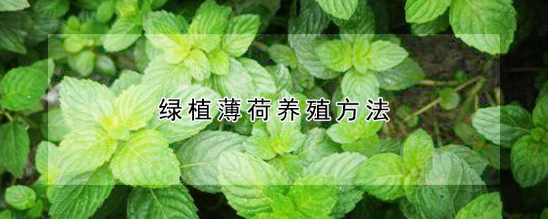 绿植薄荷养殖方法