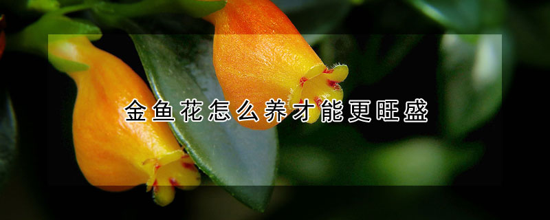 金鱼花怎么养才能更旺盛