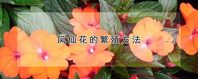 凤仙花的繁殖方法