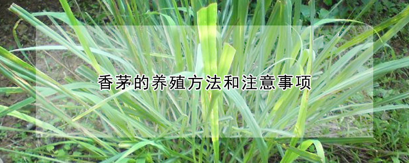 香茅的养殖方法和注意事项