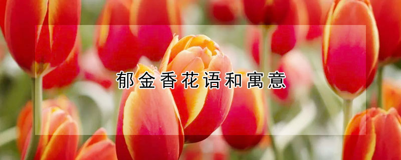 郁金香花语和寓意