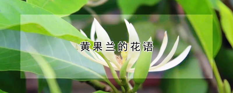 黄果兰的花语