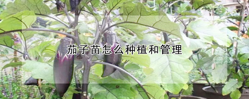 茄子苗怎么种植和管理