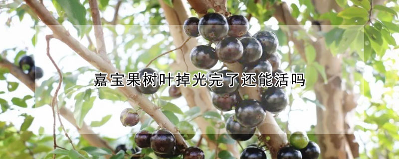 嘉宝果树叶掉光完了还能活吗