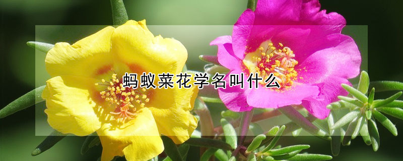 蚂蚁菜花学名叫什么