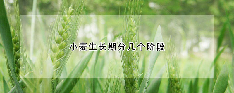 小麦生长期分几个阶段