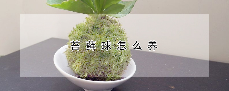 苔藓球怎么养