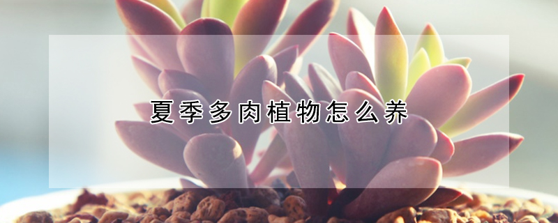 夏季多肉植物怎么养