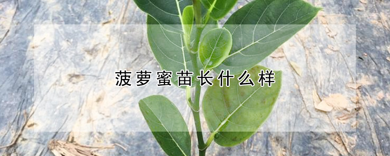 菠萝蜜苗长什么样