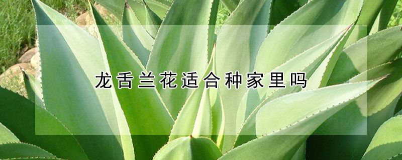 龙舌兰花适合种家里吗