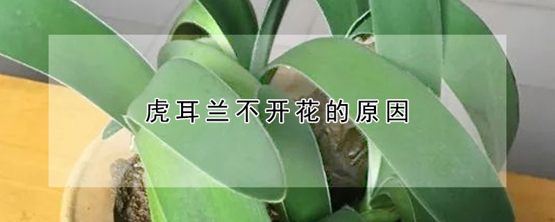 虎耳兰不开花的原因