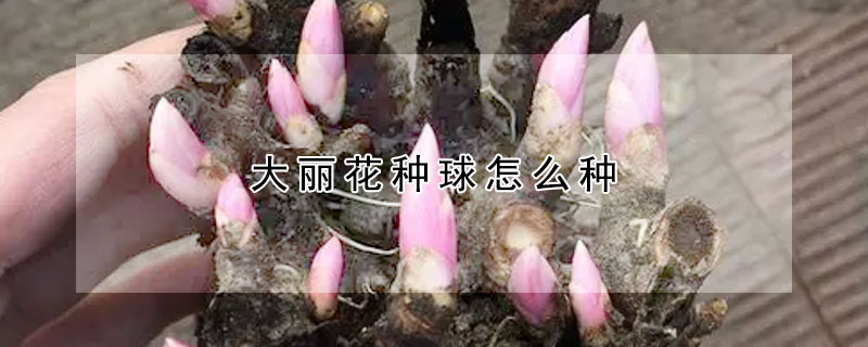 大丽花种球怎么种