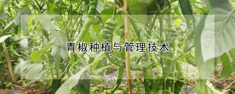 青椒种植与管理技术