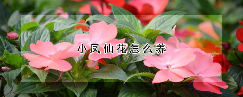 小凤仙花怎么养