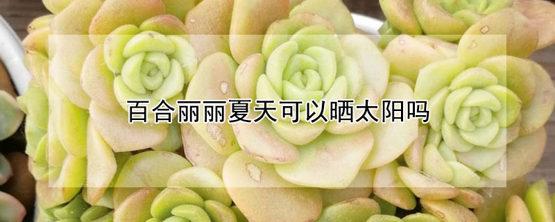 百合丽丽夏天可以晒太阳吗