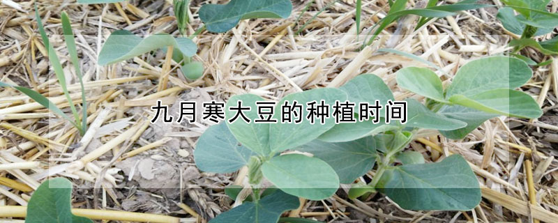 九月寒大豆的种植时间