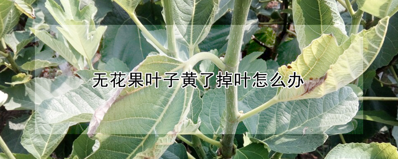 无花果叶子黄了掉叶怎么办