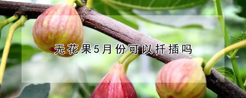 无花果5月份可以扦插吗