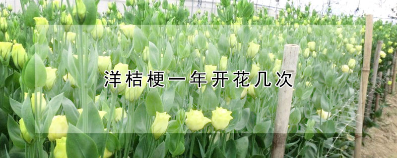 洋桔梗一年开花几次