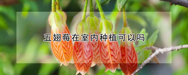 五翅莓在室内种植可以吗