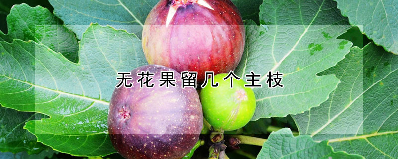 无花果留几个主枝