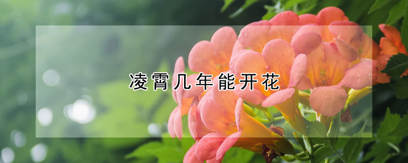 凌霄几年能开花