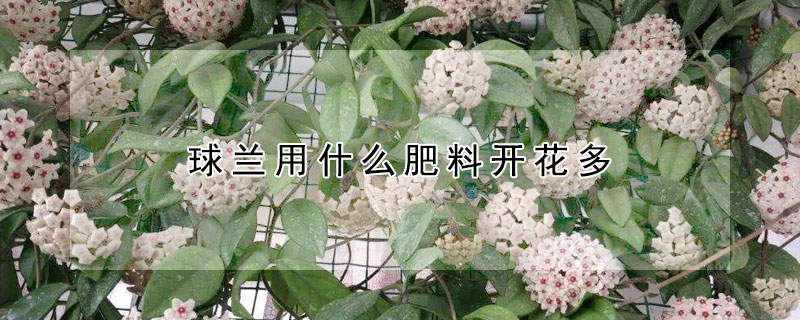 球兰用什么肥料开花多