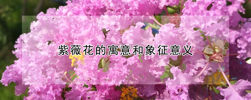 紫薇花的寓意和象征意义