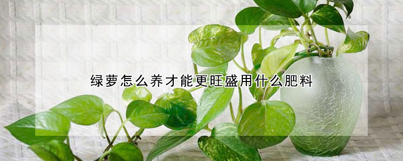 绿萝怎么养才能更旺盛用什么肥料