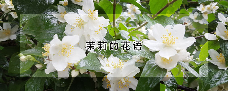 茉莉的花语