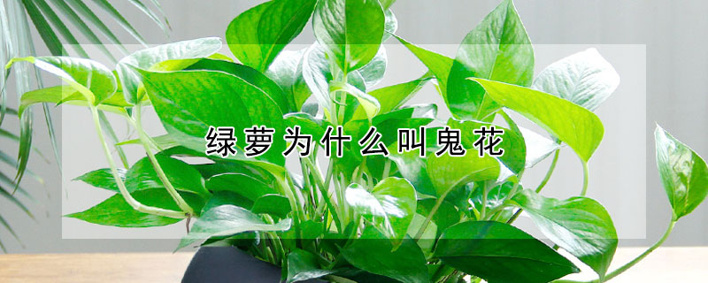 绿萝为什么叫鬼花