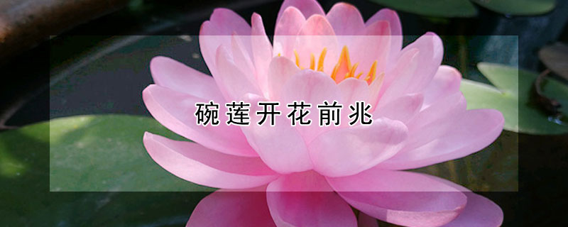 碗莲开花前兆